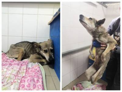 В Кузбассе спасают собаку с отрезанными задними лапами - mur.tv