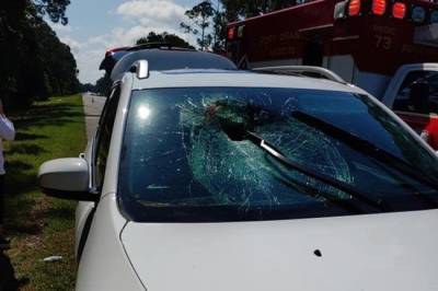 Черепаха влетела в лобовое стекло автомобиля - mur.tv - Сша - штат Флорида