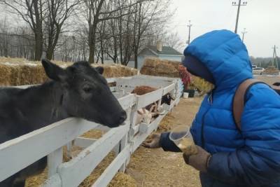 Стадо быков чуть не утопило в реке под Луганском корову - mur.tv - Луганск - Лнр