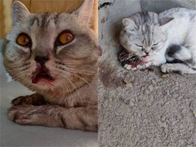 Известна судьба кошки из Башкирии, которую выбросили в мусоропровод с 9 этажа - mur.tv - республика Башкирия