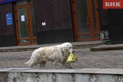 В Коми суд рассматривал ДТП с участием собаки - mur.tv - республика Коми