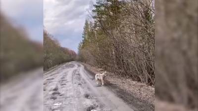 Видео из Сети. На дороге в Челябинской области встретили волка - mur.tv - Челябинская обл.