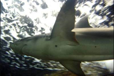 Спортсмен отсудил зуб откусившей ему ногу акулы - mur.tv - Австралия