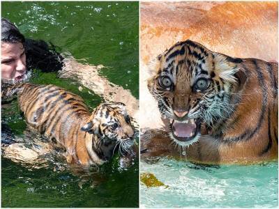Смотрители показали реакцию тигренка на первое плавание - mur.tv