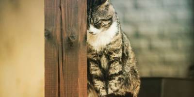 Говорят ли кошки последнее прости перед смертью? - mur.tv