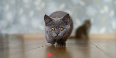 Нравится ли кошкам ловить огоньки от лазерных указок? - mur.tv