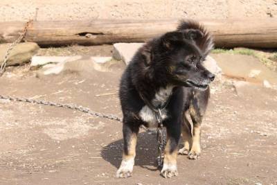 В Уфе зоозащитники поймали иностранца, который забирал крупных собак у волонтеров и увозил неизвестно куда - mur.tv - Уфа