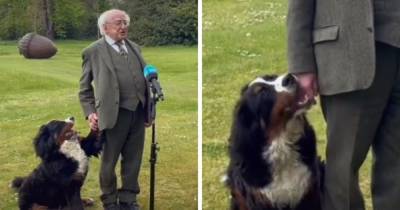 Майкл Хиггинс - Президент Ирландии дал интервью вместе со своим щенком, и это была ошибка. Ведь пёс украл всеобщее внимание - mur.tv - Англия - Ирландия