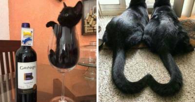 18 фотографий, которые доказывают, что чёрные котики приносят не несчастья, а хорошее настроение - mur.tv