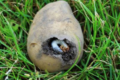 5 почвенных вредителей, которые лишают вас урожая картофеля и корнеплодов - sadogorod.club