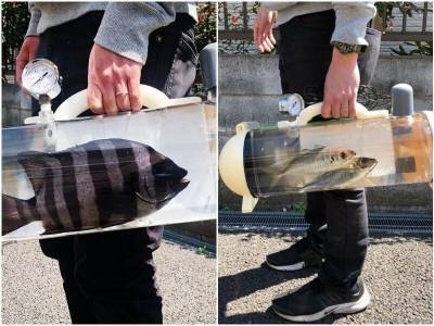 В Японии придумали необычный переносной аквариум - mur.tv - Япония