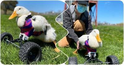 Особенная утка заново учится ходить с помощью специальной коляски - mur.tv - Сша - штат Нью-Йорк - Sanctuary