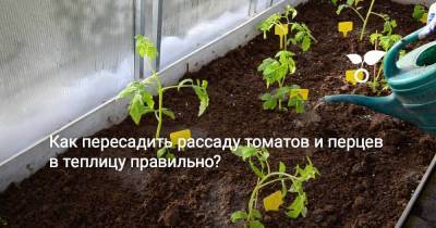 Как пересадить рассаду томатов и перцев в теплицу правильно? - sadogorod.club