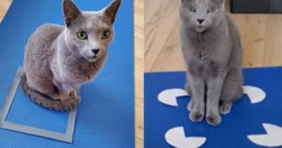 Ученые: кошки видят в квадратных фигурах свой дом - mur.tv