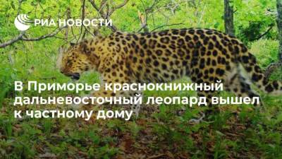 В Приморье краснокнижный дальневосточный леопард вышел к частному дому - mur.tv - Владивосток - Приморье край