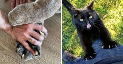 20 фотографий котов, чьи когтищи сражают людей наповал одним своим видом - mur.tv