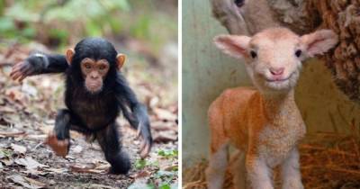 17 фотографий детишек животных, которые только родились, но уже готовы забрать ваши сердечки - mur.tv