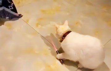 Видеохит: Кошки научились самостоятельно играть с лазерной указкой - mur.tv - Китай - Пекин