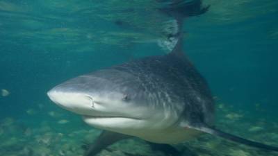 Американские ученые выяснили, что магнитные полюса помогают акулам в миграции - mur.tv - штат Флорида - штат Техас
