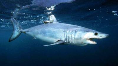 Биологи установили, как магнитные поля влияют на перемещения акул - mur.tv - Сша