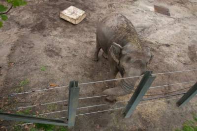 Освободите Хэппи: слониха судится с американским зоопарком из-за принудительного содержания в неволе - mur.tv - Сша - Киев - Таиланд - штат Нью-Йорк