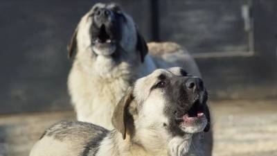 Волонтеры ищут новых хозяев для собак убитой на Урале блогерши - mur.tv