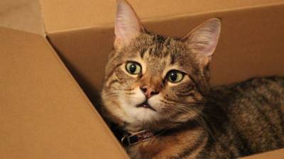 Исследование: кошки любят сидеть даже в воображаемых коробках - mur.tv - Нью-Йорк