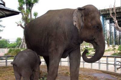 В США подали в суд иск об освобождении слонихи из зоопарка - mur.tv - Сша - Нью-Йорк