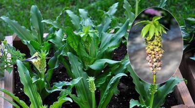 Эукомис, или ананасная лилия - необычное растение для сада, которое выращивают как гладиолусы - sadogorod.club - Юар