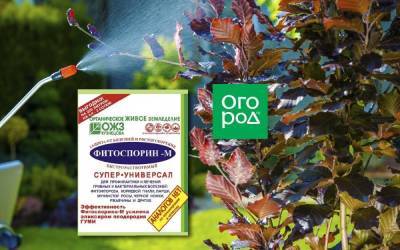 Есть нюансы: Фитоспорин-М – как правильно развести и использовать для защиты растений - sadogorod.club