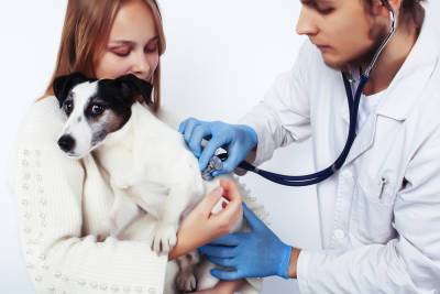 Что известно о вакцине от коронавируса для домашних животных? - shkolazhizni.ru - Китай