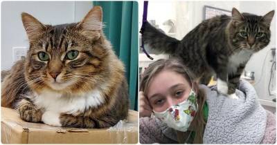Кошка, живущая в салоне красоты для животных, делает массаж людям - mur.tv - Сша