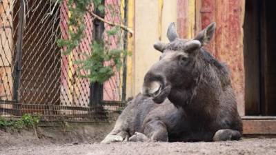 В Ленинградском зоопарке у лося начали расти рога - mur.tv