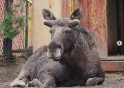 В Ленинградской зоопарке у лося Дениса начали расти рога - mur.tv