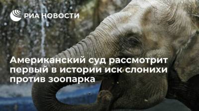 Американский суд рассмотрит первый в истории иск слонихи против зоопарка - mur.tv - Сша - Москва - Нью-Йорк