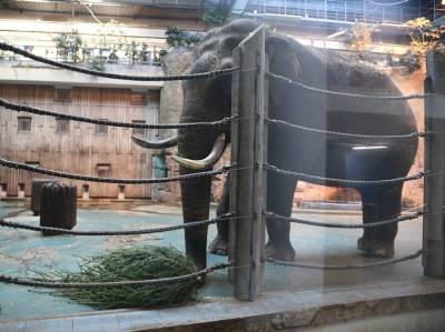 В США впервые рассмотрят иск слонихи о ее принудительном содержании в зоопарке - mur.tv - Сша - Нью-Йорк