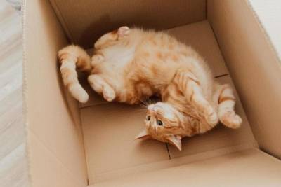 Кошки любят сидеть не только в реальных, но и в воображаемых коробках - mur.tv