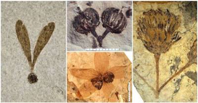 Ископаемое искусство: 20 прекрасных отпечатков растений, которые когда-то жевали динозавры - porosenka.net