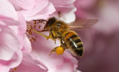 Почему летом летают пьяные пчелы » Тут гонева НЕТ! - goneva.net.ua