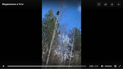 В Ухте собаки загнали на дерево медвежонка - mur.tv