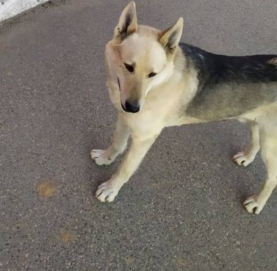 Сыктывкарцы просят провести повторное расследование убийства собаки - mur.tv