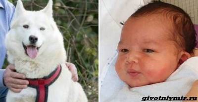 История о собаке, которая спасла брошенного новорожденного ребенка - mur.tv