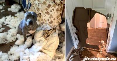 История о собаке, которая после ухода хозяев устроила в доме погром - mur.tv