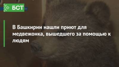 В Башкирии нашли приют для медвежонка, вышедшего за помощью к людям - mur.tv - республика Башкирия