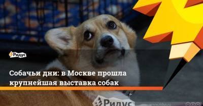 Собачьи дни: в Москве прошла крупнейшая выставка собак - mur.tv - Россия - Москва