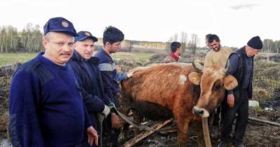 Упавшую в яму беременную корову спасли в Подмосковье - mur.tv - Московская обл.
