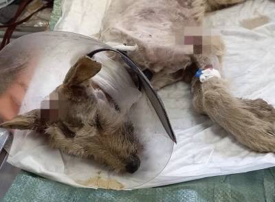 Известно о состоянии щенка из Уфы, которого подрали дворняги - mur.tv - Уфа