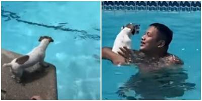 Собака спасает хозяев, плескающихся в бассейне - mur.tv