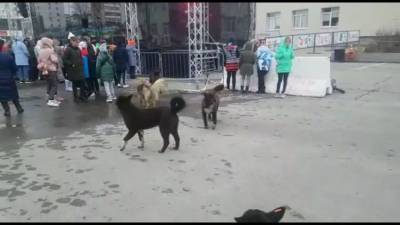 Бродячие собаки отмечали День Победы на главной площади Долинска - mur.tv - Долинск