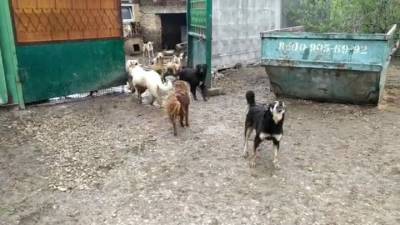 Сотни собак сбежали из рязанского приюта - mur.tv